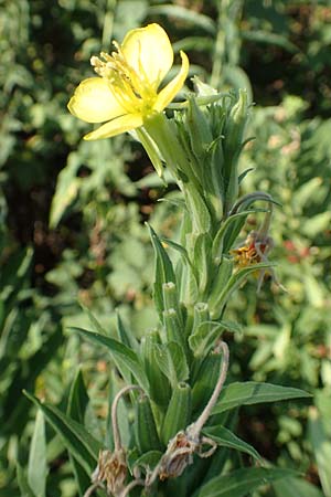 Oenothera canovirens \ Renners Nachtkerze, Graugrne Nachtkerze / Renner's Evening Primrose, D Römerberg 8.7.2017