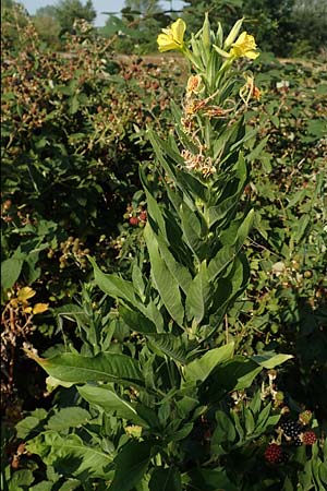 Oenothera canovirens \ Renners Nachtkerze, Graugrne Nachtkerze / Renner's Evening Primrose, D Römerberg 8.7.2017