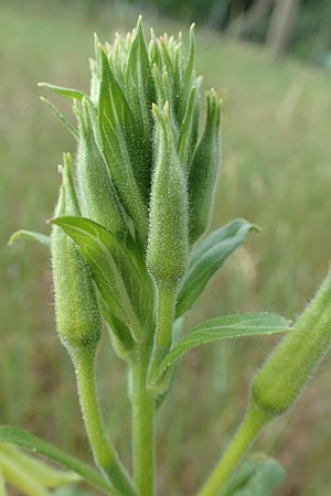 Oenothera punctulata \ Feinpunktierte Nachtkerze / Fine-Spotted Evening Primrose, D Ingelheim 11.7.2017