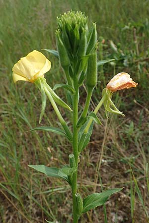 Oenothera punctulata \ Feinpunktierte Nachtkerze / Fine-Spotted Evening Primrose, D Ingelheim 11.7.2017