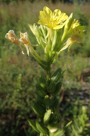 Oenothera deflexa \ Abgebogene Nachtkerze, D Mannheim 6.8.2017