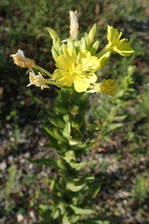 Oenothera deflexa \ Abgebogene Nachtkerze, D Mannheim 6.8.2017