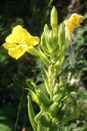 Oenothera deflexa \ Abgebogene Nachtkerze, D Mannheim 6.8.2017