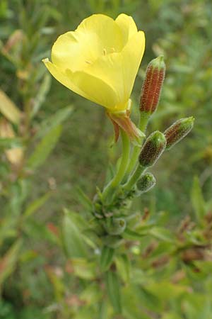 Oenothera drawertii \ Drawerts Nachtkerze / Drawert's Evening Primrose, D Mannheim 8.8.2017