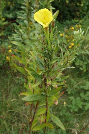 Oenothera drawertii \ Drawerts Nachtkerze, D Mannheim 8.8.2017