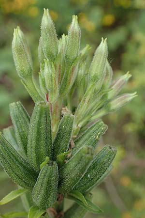 Oenothera drawertii \ Drawerts Nachtkerze / Drawert's Evening Primrose, D Mannheim 8.8.2017