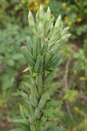 Oenothera drawertii \ Drawerts Nachtkerze / Drawert's Evening Primrose, D Mannheim 8.8.2017