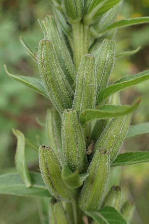 Oenothera drawertii \ Drawerts Nachtkerze / Drawert's Evening Primrose, D Mannheim 8.8.2017