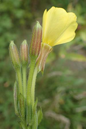 Oenothera drawertii \ Drawerts Nachtkerze, D Mannheim 8.8.2017