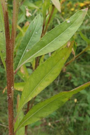 Oenothera drawertii \ Drawerts Nachtkerze / Drawert's Evening Primrose, D Mannheim 8.8.2017