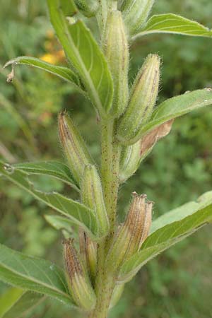 Oenothera drawertii \ Drawerts Nachtkerze / Drawert's Evening Primrose, D Mannheim 8.8.2017