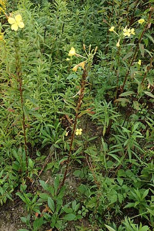 Oenothera linearifolia / Narrow-Leaved Evening Primrose, D Römerberg 12.8.2017