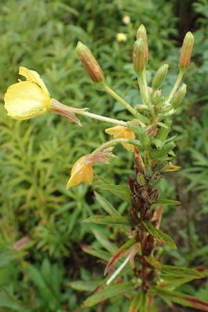 Oenothera linearifolia \ Schmalblttrige Nachtkerze, D Römerberg 12.8.2017