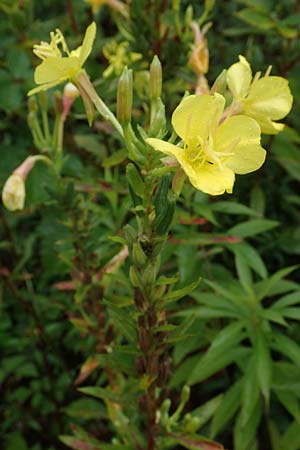 Oenothera linearifolia / Narrow-Leaved Evening Primrose, D Römerberg 12.8.2017