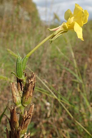 Oenothera linearifolia / Narrow-Leaved Evening Primrose, D Mannheim 6.9.2017