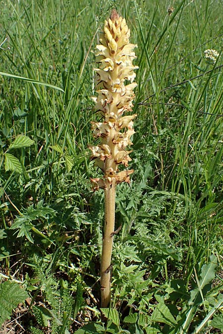 Orobanche reticulata subsp. pallidiflora \ Blassbltige Distel-Sommerwurz, D Grünstadt-Asselheim 16.6.2021