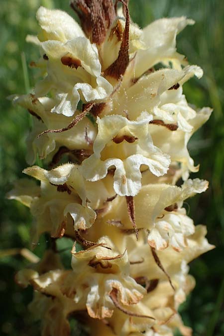 Orobanche reticulata subsp. pallidiflora / Pale Thistle Broomrape, D Grünstadt-Asselheim 16.6.2021