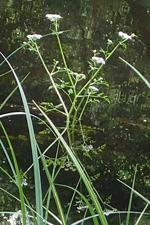 Oenanthe aquatica \ Groer Wasserfenchel, Pferdesaat / Fine-Leaved Water Dropwort, D Groß-Gerau 9.7.2021