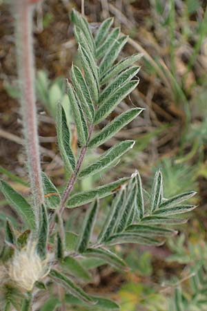 Oxytropis pilosa \ Zottige Fahnenwicke, Steppen-Spitzkiel, D Thüringen, Erfurt 6.6.2022