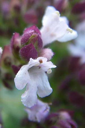 Origanum vulgare \ Wilder Majoran, Dost, D Weinheim an der Bergstraße 10.7.2008