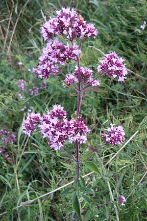 Origanum vulgare \ Wilder Majoran, Dost, D Weinheim an der Bergstraße 10.7.2008