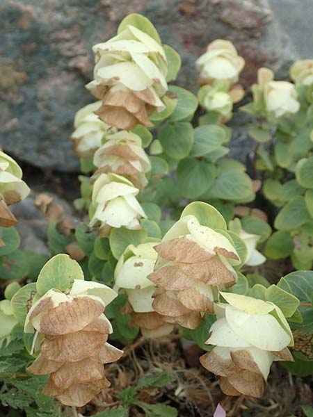 Origanum rotundifolium \ Hopfen-Dost, Rundblttriger Dost / Creeping Marjoram, Roundleaf Oregano, D Botan. Gar.  Universit.  Tübingen 3.9.2016