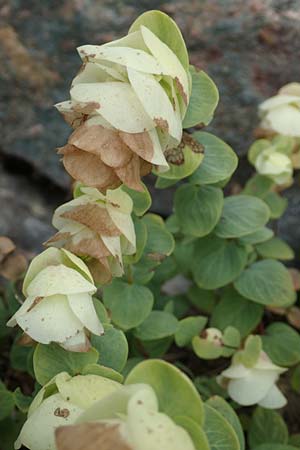 Origanum rotundifolium \ Hopfen-Dost, Rundblttriger Dost / Creeping Marjoram, Roundleaf Oregano, D Botan. Gar.  Universit.  Tübingen 3.9.2016