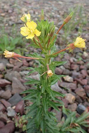 Oenothera oakesiana \ Ksten-Nachtkerze, Sand-Nachtkerze / Sandy Evening Primrose, D Karlsruhe 27.7.2017