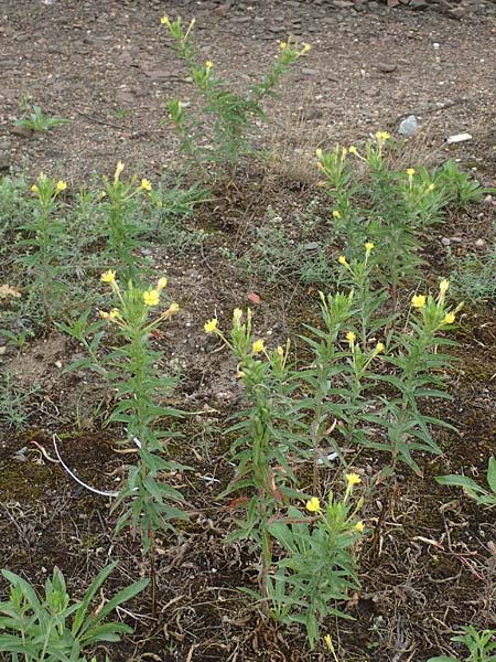 Oenothera oakesiana \ Ksten-Nachtkerze, Sand-Nachtkerze, D Karlsruhe 27.7.2017