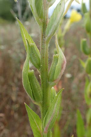 Oenothera rubriaxis \ Rotachsige Nachtkerze, D Mörfelden-Walldorf 29.6.2018