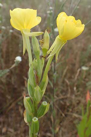 Oenothera rubriaxis \ Rotachsige Nachtkerze, D Mörfelden-Walldorf 29.6.2018