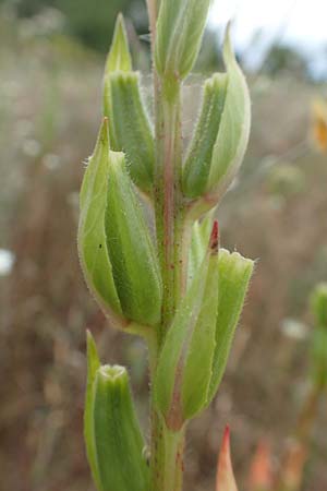 Oenothera rubriaxis \ Rotachsige Nachtkerze, D Mörfelden-Walldorf 29.6.2018