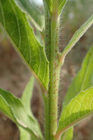 Oenothera rubriaxis \ Rotachsige Nachtkerze, D Mörfelden-Walldorf 29.6.2018