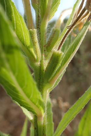 Oenothera rubriaxis \ Rotachsige Nachtkerze, D Mörfelden-Walldorf 29.6.2018