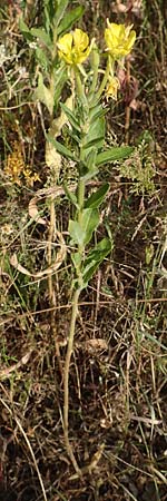 Oenothera spec3 ? / Evening Primrose, D Mörfelden-Walldorf 6.7.2018