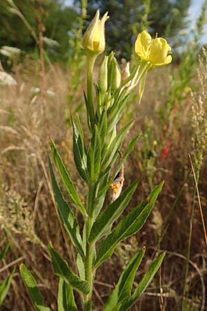 Oenothera spec3 ? \ Nachtkerze / Evening Primrose, D Mörfelden-Walldorf 6.7.2018