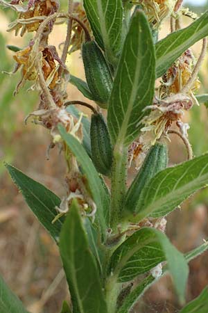 Oenothera spec3 ? \ Nachtkerze / Evening Primrose, D Mörfelden-Walldorf 6.7.2018