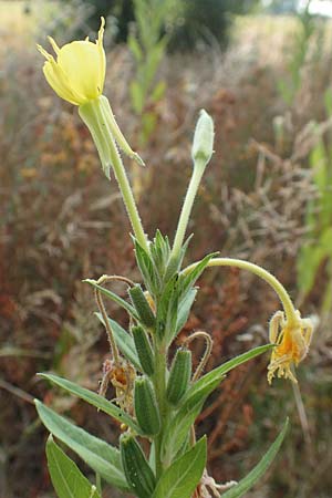 Oenothera spec3 ? \ Nachtkerze / Evening Primrose, D Mörfelden-Walldorf 6.7.2018