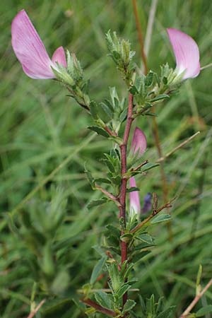 Ononis repens subsp. procurrens \ Kriechende Hauhechel / Common Restharrow, D Neuleiningen 6.8.2021