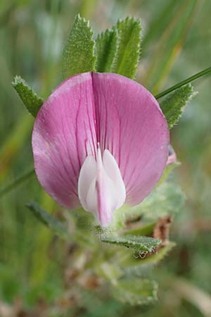 Ononis repens subsp. procurrens \ Kriechende Hauhechel, D Hohwacht 14.9.2021