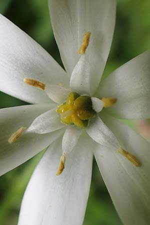 Ornithogalum divergens \ Spreizender Dolden-Milchstern / Lesser Star of Bethlehem, D Bensheim 29.4.2022