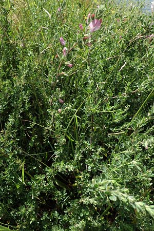 Ononis repens subsp. procurrens \ Kriechende Hauhechel, D Dorsten 20.6.2022