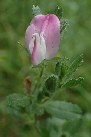 Ononis repens subsp. procurrens \ Kriechende Hauhechel, D Mosbach 13.7.2022