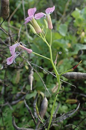 Raphanus sativus var. oleiformis \ l-Rettich / Oil Radish, Fodder Radish, D Odenwald, Rimbach 24.10.2022