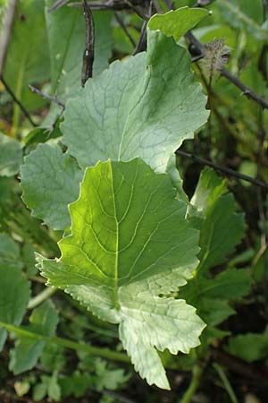 Raphanus sativus var. oleiformis / Oil Radish, Fodder Radish, D Odenwald, Rimbach 24.10.2022