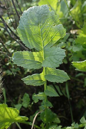 Raphanus sativus var. oleiformis / Oil Radish, Fodder Radish, D Odenwald, Rimbach 24.10.2022