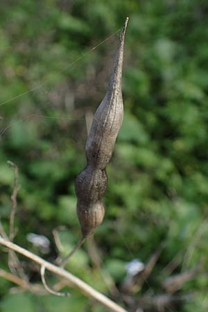 Raphanus sativus var. oleiformis / Oil Radish, Fodder Radish, D Odenwald, Rimbach 24.10.2022