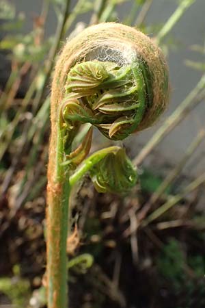 Osmunda regalis \ Knigs-Farn / Royal Fern, D  8.4.2024