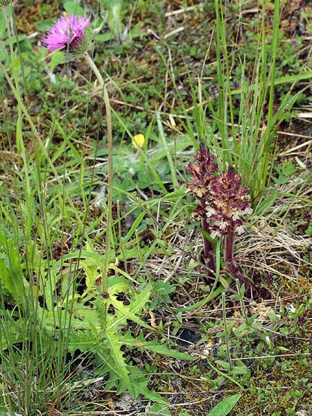 Orobanche reticulata subsp. reticulata \ Netzige Distel-Sommerwurz / Thistle Broomrape, D Prittriching 30.5.2015 (Photo: Uwe & Katja Grabner)