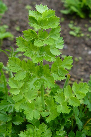 Oenanthe pimpinelloides \ Bibernell-Rebendolde, Sdliche Erdkastanie, D Botan. Gar.  Universit.  Mainz 13.9.2008